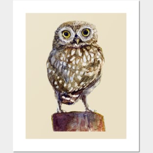 Little owl Posters and Art